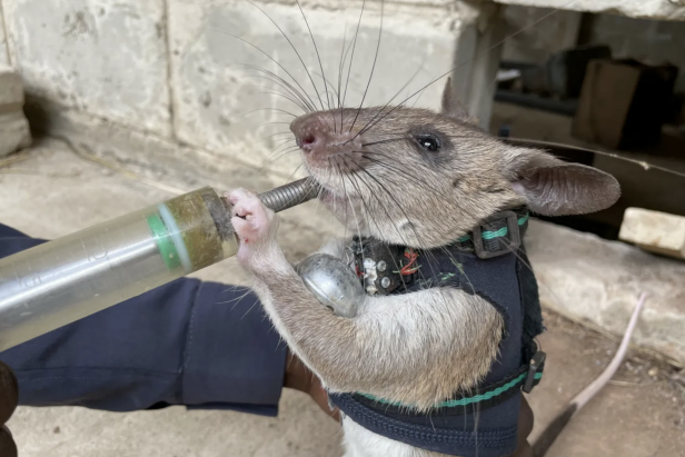 Gambian pouched rat for hot sale sale